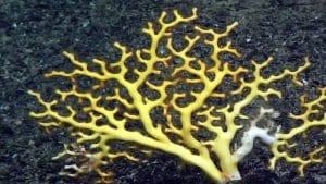 Deep-Sea Corals